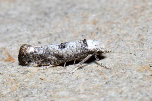 Paraswammerdamia albicapitella